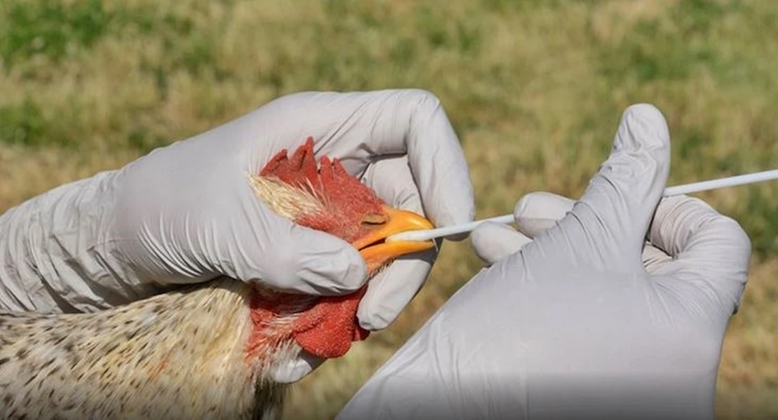 UGT exige medidas urgentes ante el foco de influenza aviar detectado en Extremadura