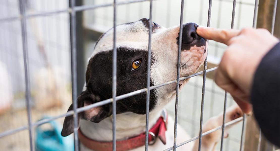 Denuncian falta de ayudas para protectoras de animales en Cáceres: “Es urgente”