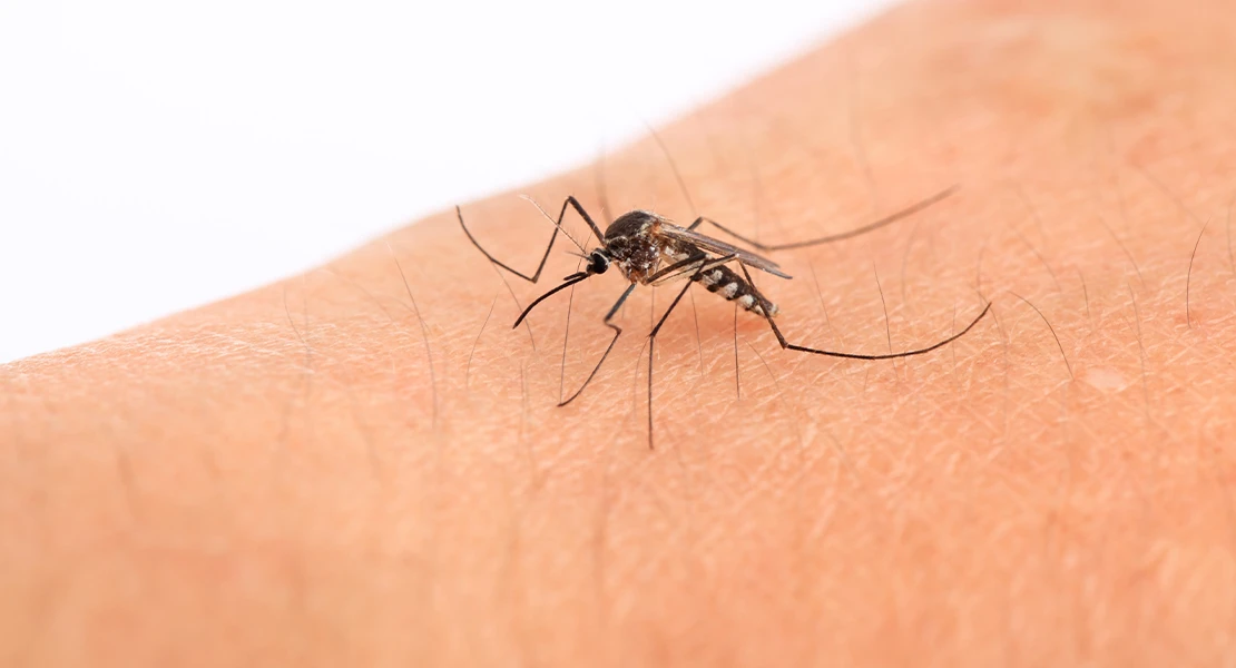 El SES confirma tres nuevos casos de fiebre del Nilo Occidental en Extremadura