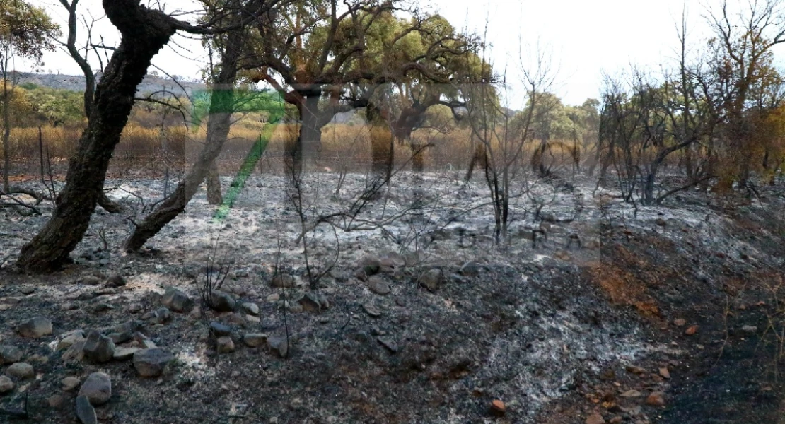 "Es un infierno desolador ver la Sierra de San Pedro, nuestra vida, así"