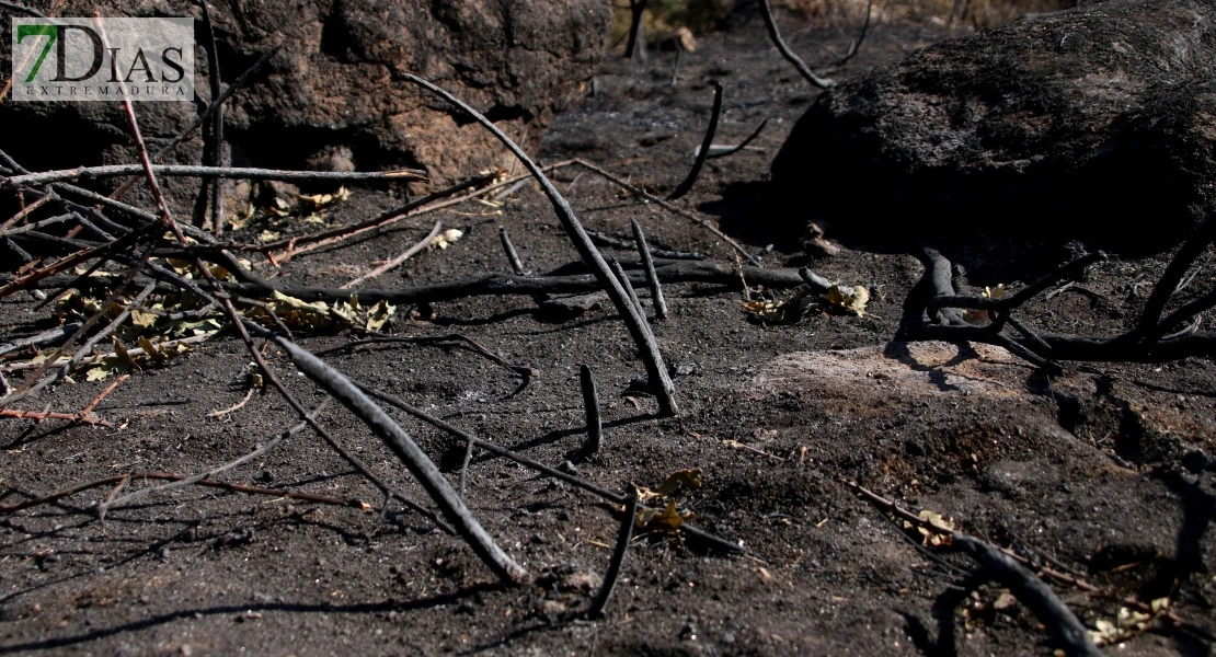 Así se encuentra uno de los pueblos afectados por el incendio de Jarilla: "Volverás a florecer"