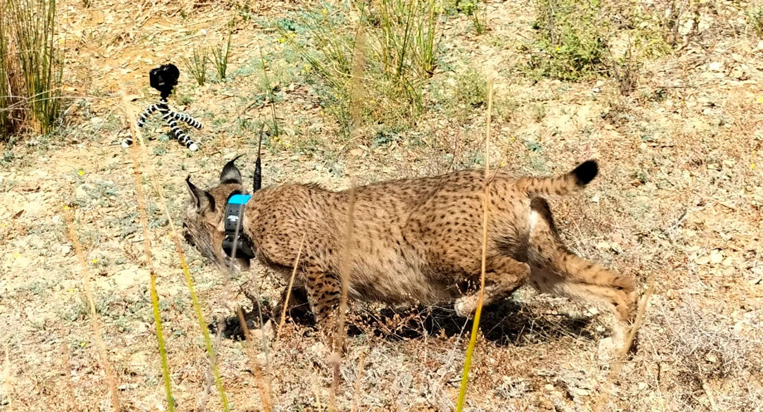 Una madre adoptiva, una segunda oportunidad y Monfragüe como hogar: linces rumbo a la libertad