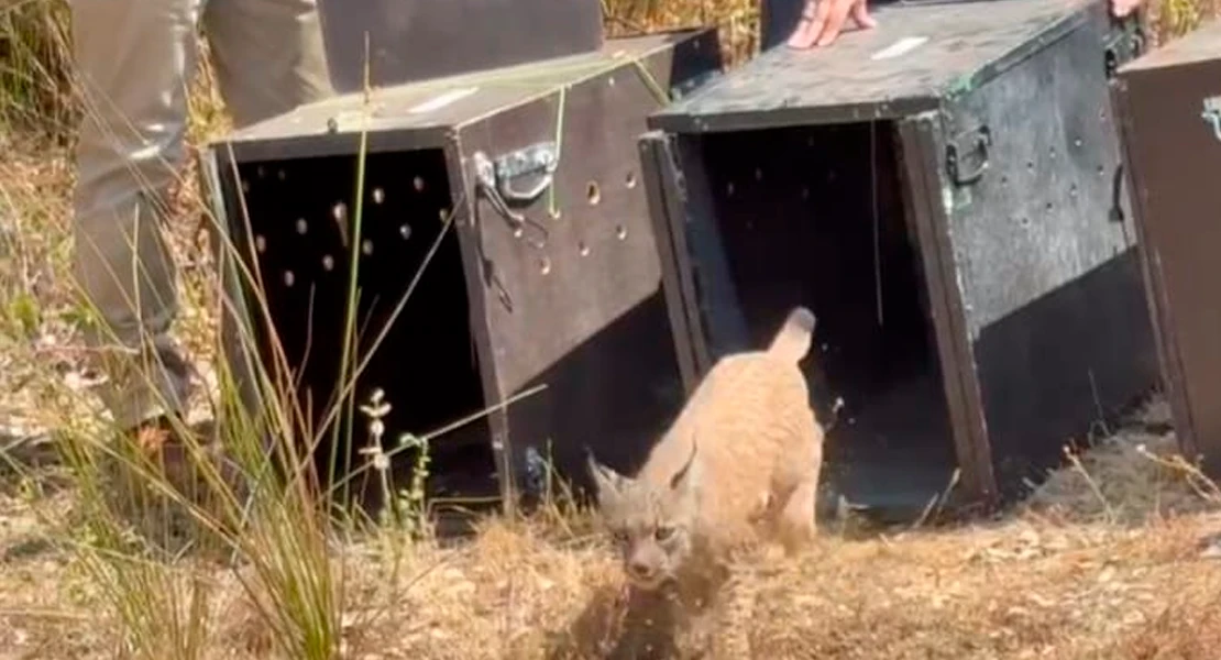 Una madre adoptiva, una segunda oportunidad y Monfragüe como hogar: linces rumbo a la libertad