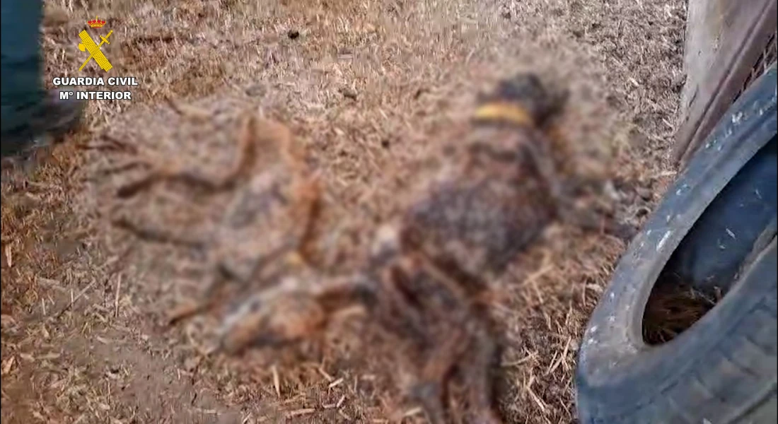Hallan más de 30 perros muertos por abandono en una finca de Azuaga (BA)