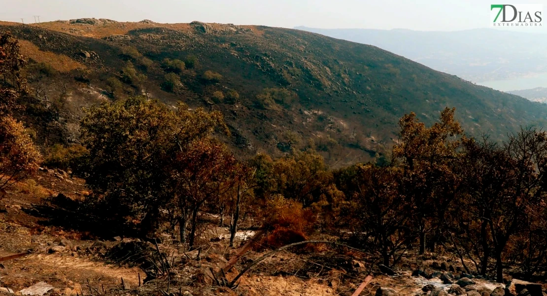 Extremadura aprueba ayudas urgentes para recuperar las zonas arrasadas por los incendios