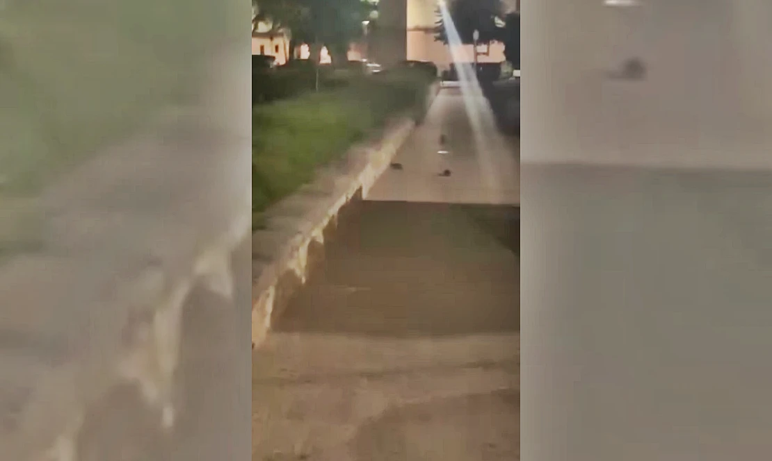 Aparecen ratas enormes en una calle de Badajoz durante la noche