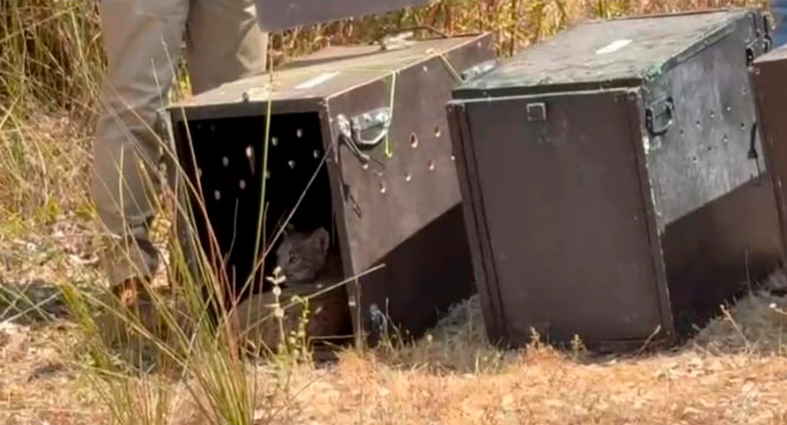 Una madre adoptiva, una segunda oportunidad y Monfragüe como hogar: linces rumbo a la libertad