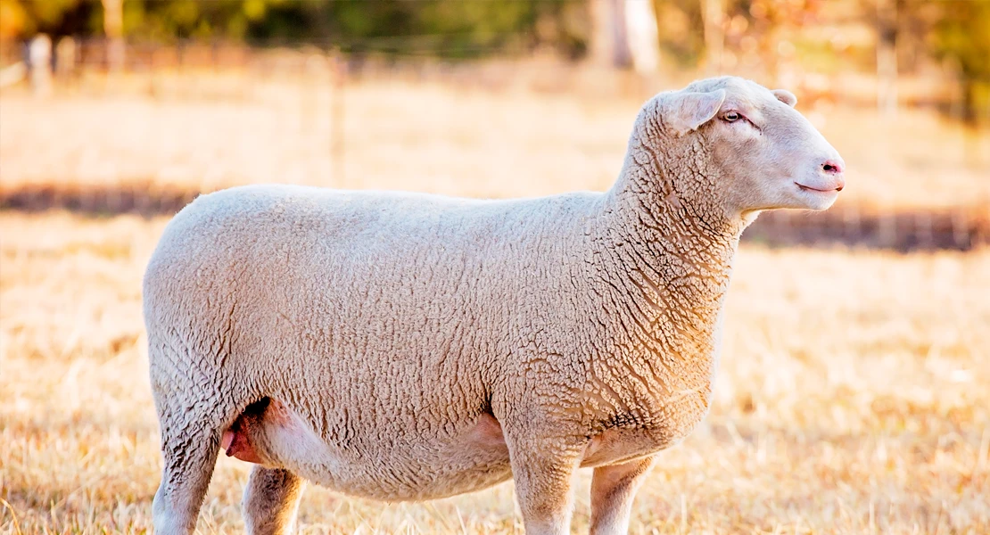 UPA-UCE denuncia la "situación crítica" del sector ovino en Extremadura por la lengua azul