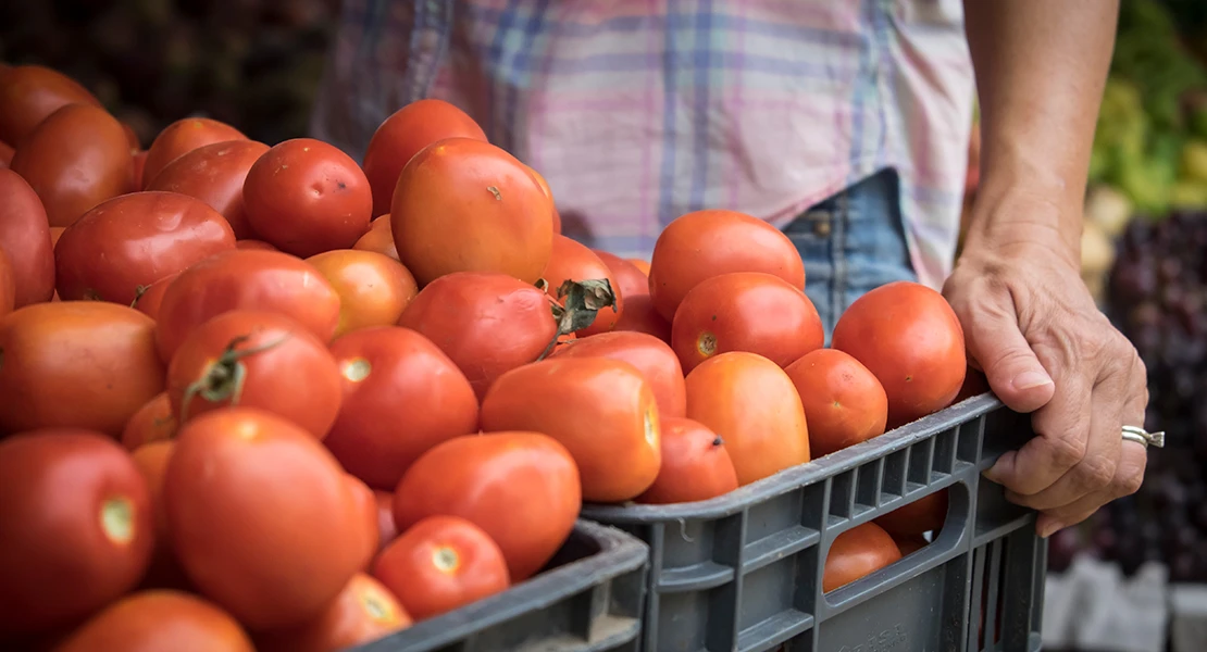 "Los tomateros extremeños perderán más de 72 millones de euros esta campaña"