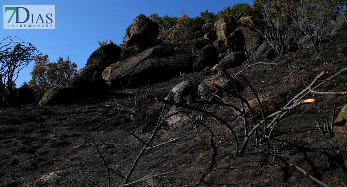 Así se encuentra uno de los pueblos afectados por el incendio de Jarilla: "Volverás a florecer"