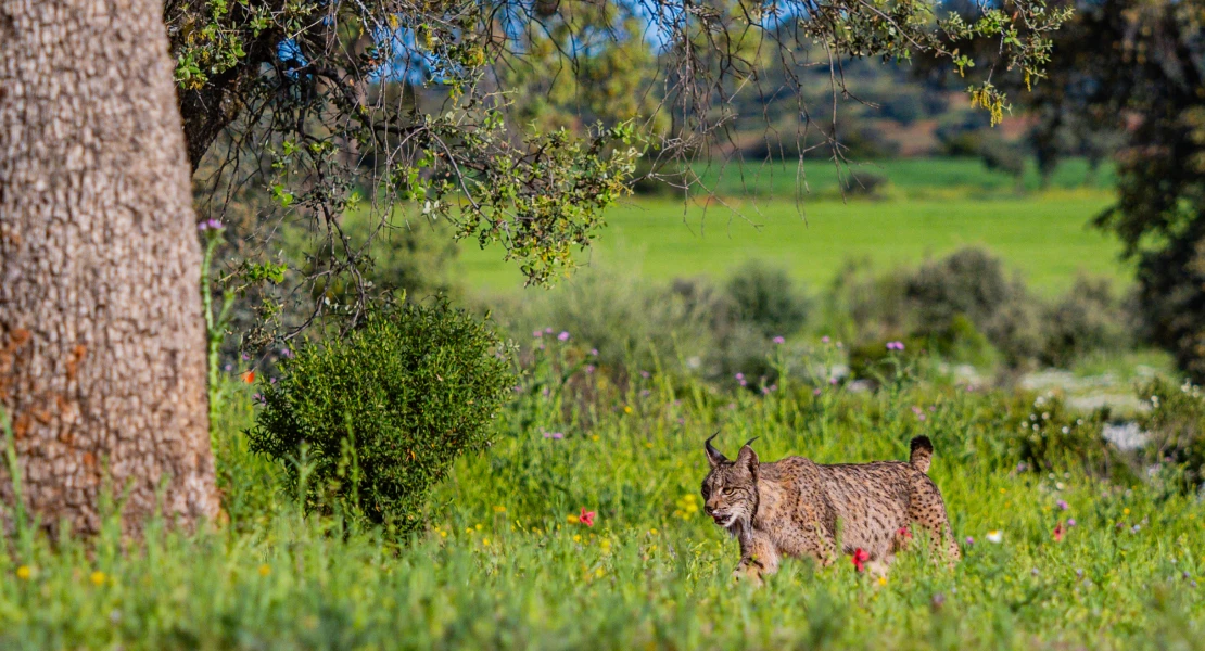 ¿Cómo debemos actuar en avistamientos de linces en Extremadura?