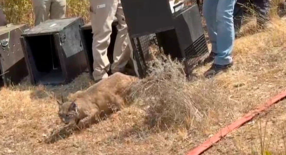 Una madre adoptiva, una segunda oportunidad y Monfragüe como hogar: linces rumbo a la libertad