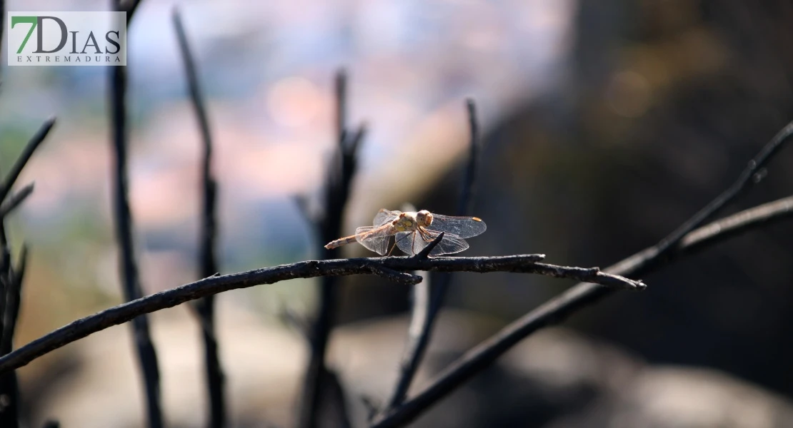 Así se encuentra uno de los pueblos afectados por el incendio de Jarilla: "Volverás a florecer"