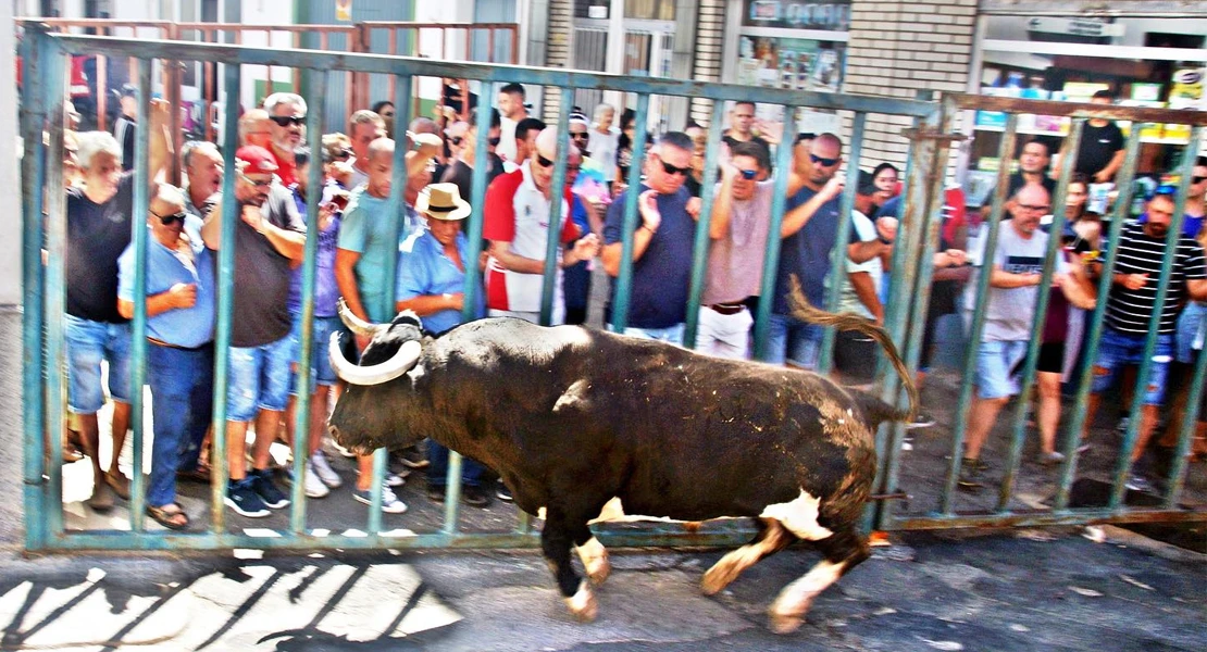 Cornada y luto en el primer festejo taurino de Torrejoncillo (CC)