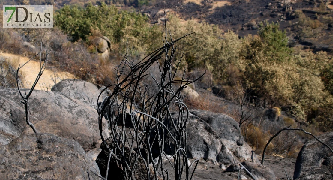 Así se encuentra uno de los pueblos afectados por el incendio de Jarilla: "Volverás a florecer"