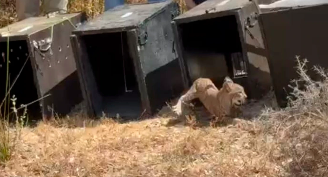Una madre adoptiva, una segunda oportunidad y Monfragüe como hogar: linces rumbo a la libertad