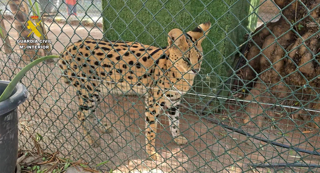 Desmantelado un zoo privado clandestino con más de 150 animales exóticos