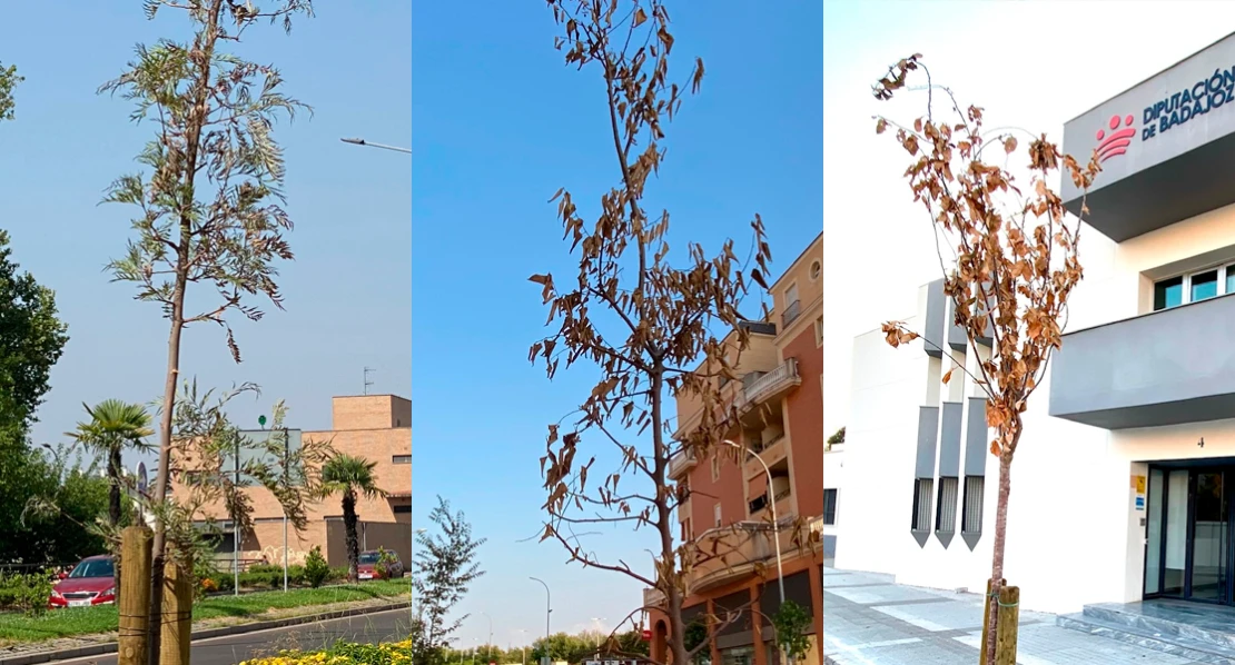 El PSOE tilda de "chapuza mayúscula" la plantación de árboles en Badajoz