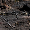 Así se encuentra uno de los pueblos afectados por el incendio de Jarilla: "Volverás a florecer"