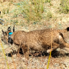 Una madre adoptiva, una segunda oportunidad y Monfragüe como hogar: linces rumbo a la libertad