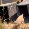 Una madre adoptiva, una segunda oportunidad y Monfragüe como hogar: linces rumbo a la libertad