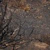 Así se encuentra uno de los pueblos afectados por el incendio de Jarilla: "Volverás a florecer"