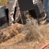 Una madre adoptiva, una segunda oportunidad y Monfragüe como hogar: linces rumbo a la libertad
