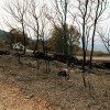 REPOR - Operativo y estado actual de la zona arrasada por el incendio desde Jerte