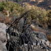 Así se encuentra uno de los pueblos afectados por el incendio de Jarilla: "Volverás a florecer"