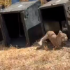 Una madre adoptiva, una segunda oportunidad y Monfragüe como hogar: linces rumbo a la libertad