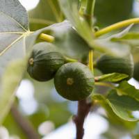 Un proyecto internacional integra higueras con otros tipos de cultivo en Extremadura