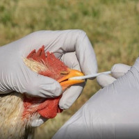UGT exige medidas urgentes ante el foco de influenza aviar detectado en Extremadura