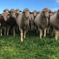 Un estudio extremeño demuestra que corderos merinos ganan peso comiendo ajo deshidratado
