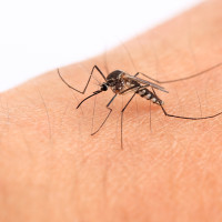 El SES confirma tres nuevos casos de fiebre del Nilo Occidental en Extremadura