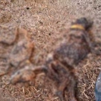 Hallan más de 30 perros muertos por abandono en una finca de la provincia de Badajoz