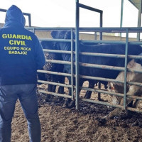 Sorprenden a trabajadores alterando pruebas sanitarias del ganado en Badajoz