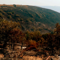 Extremadura aprueba ayudas urgentes para recuperar las zonas arrasadas por los incendios