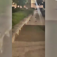 Aparecen ratas enormes en una calle de Badajoz durante la noche