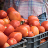 "Los tomateros extremeños perderán más de 72 millones de euros esta campaña"