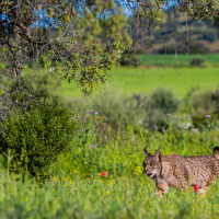 ¿Cómo debemos actuar en avistamientos de linces en Extremadura?