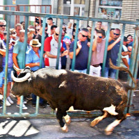 Cornada y luto en el primer festejo taurino de Torrejoncillo (CC)