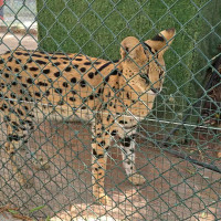 Desmantelado un zoo privado clandestino con más de 150 animales exóticos