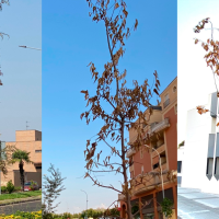 El PSOE tilda de "chapuza mayúscula" la plantación de árboles en Badajoz