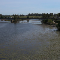 Esto es lo que se sabe del alga que ha aparecido en el Guadiana en Badajoz