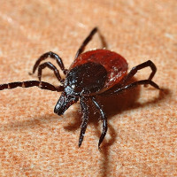 Alertan del aumento de garrapatas y sus riesgos sanitarios este verano