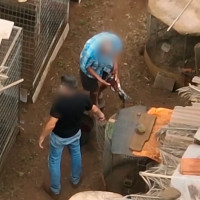 Cinco investigados por cortar ilegalmente crestas a gallos de pelea