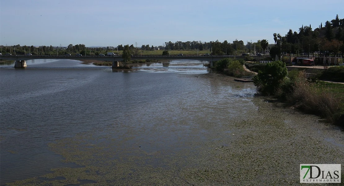 Esto es lo que se sabe del alga que ha aparecido en el Guadiana en Badajoz