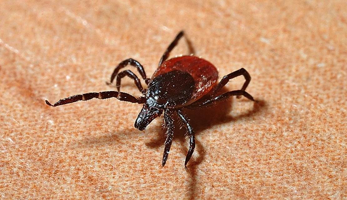 Alertan del aumento de garrapatas y sus riesgos sanitarios este verano