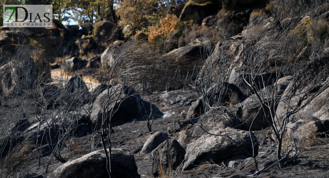 Así se encuentra uno de los pueblos afectados por el incendio de Jarilla: "Volverás a florecer"