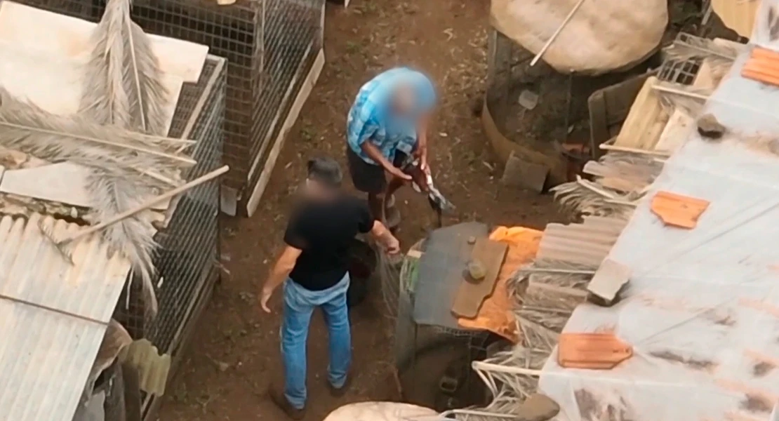 Cinco investigados por cortar ilegalmente crestas a gallos de pelea